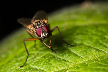 Fototapeta premium Fly on Leak