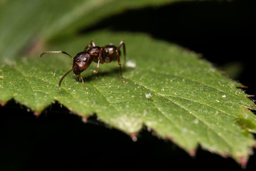 Ant on Leaf