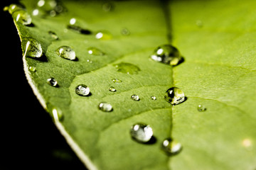 Raindrops on Leaf