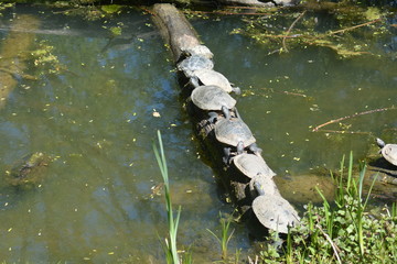 Wasserschildkröten beim Sonnenbad
