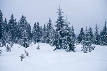 Spruce trees covered by snow. Freeze and cold weather. Winter season.
