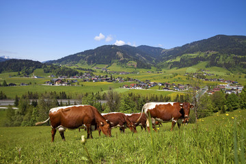 Fototapeta na wymiar Kühe auf der Frühlingswiese