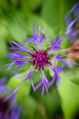 Mountain Bluet flower, cyanus montanus	