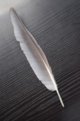feather of black herons on the wooden pad