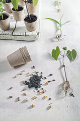 Vegetable Seedlings and Seeds Scattered over Bright Rustic Table