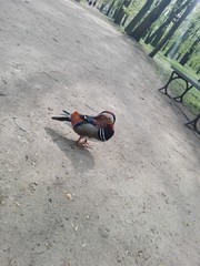 Obraz premium Kaczka Mandarynka