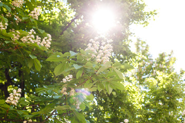 branches of blossoming chestnut tree with sun beams