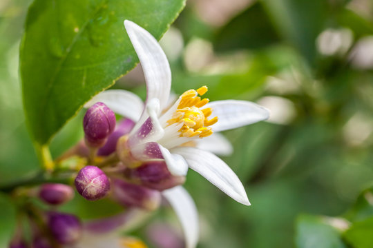 Flowers of a lemon tree among leaves. Close up