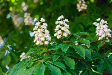 branches of blossoming chestnut tree with sun beams