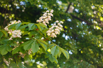 branches of blossoming chestnut tree with sun beams