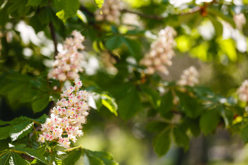 branches of blossoming chestnut tree with sun beams