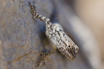 Lizard resting on a rock in the desert 