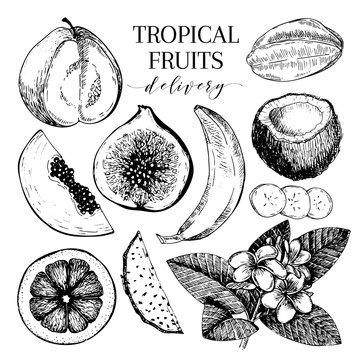 Vector hand drawn exotic fruits. Engraved smoothie bowl ingredients. Tropical sweet food delivery. Guava, fig, coconut, orange, banana, papaya, pitaya.