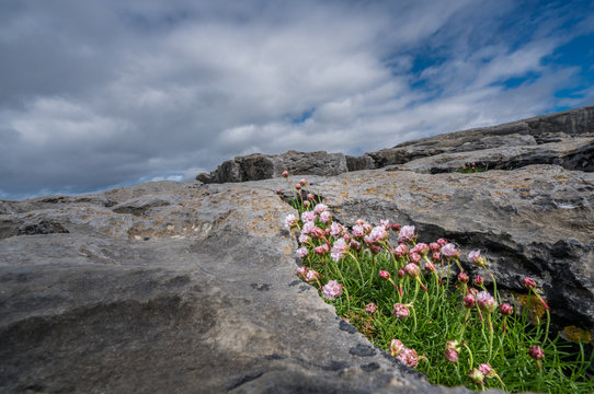 Small purple flowers