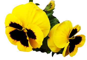 flower bed Pansy. flowerbed of viola hybrid.