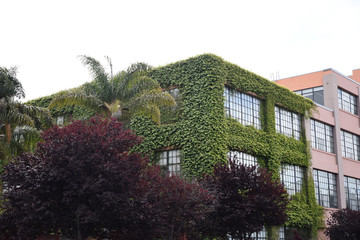 Building covered with ivy