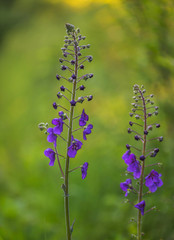 Violette Königskerze (Verbascum phoeniceum)