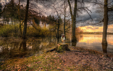 Fototapeta premium Pies na idyllicznym jeziorze