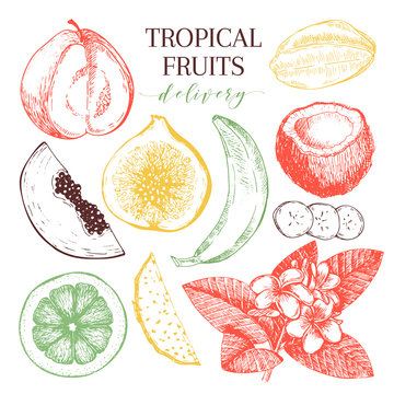 Vector hand drawn exotic fruits. Engraved smoothie bowl ingredients. Tropical sweet food delivery. Guava, fig, coconut, orange, banana, papaya, pitaya.
