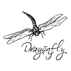 Hand drawn ink vector illustration of dragonfly sketch style iso