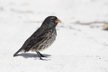 Small Ground Finch (Geospiza fuliginosa) female on the beach, Gardner Bay, Espanola, Galapagos Islands