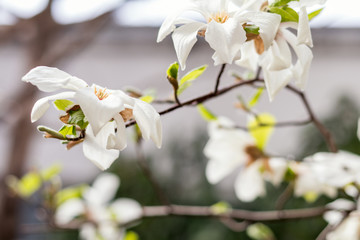 White magnolia blossoms on a tree. Shallow depth of field.
