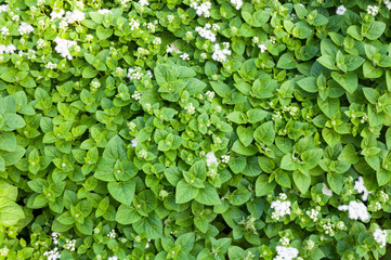 Fresh green peppermint herb is also used medicinally as an herbal tea,for background