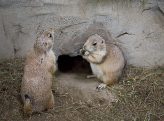 Gopher in zoo 