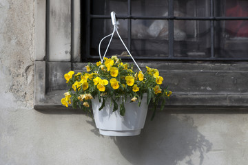 the yellow Violets, in white pots, suspended to the bars on the windows in the restaurant © elenarostunova
