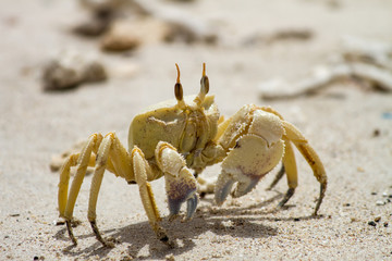 Horned Ghost Crab