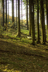 Fototapeta premium Shining trees