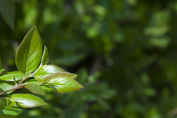 branch glossy green leaves