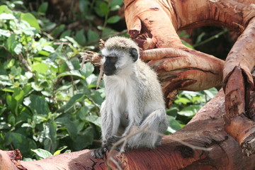 Mandrill, Affe sitzt auf dem Baum in Afrika Tansania