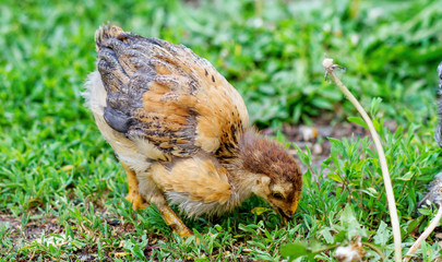 Chicken on Grass