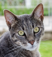 Portret of gray striped cat with green eyes