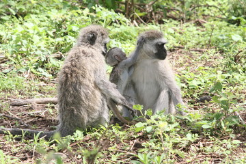 Mandrill, Affenfamilie sitzt mit Baby