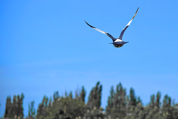 Bird pigeon flying high in a blue sky over the trees
