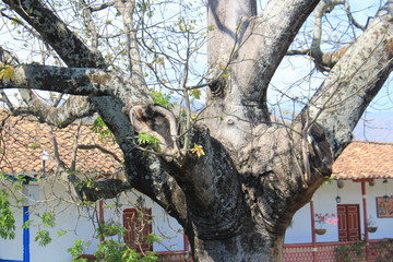 Tronco de ceiba sin hojas.