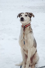 he big gray dog, sitting beautifully in the snow