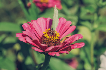 Closeup butterfly on flower