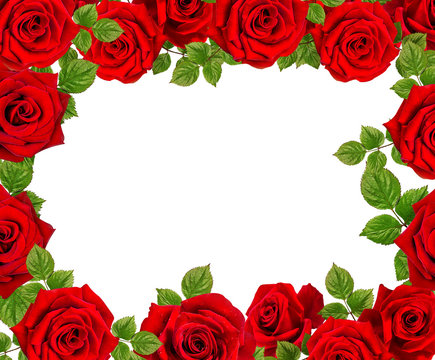 Frame of roses.Red  roses  on a white background.