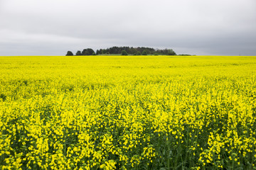 Fototapeta premium Yellow rape field and gray cloudy sky