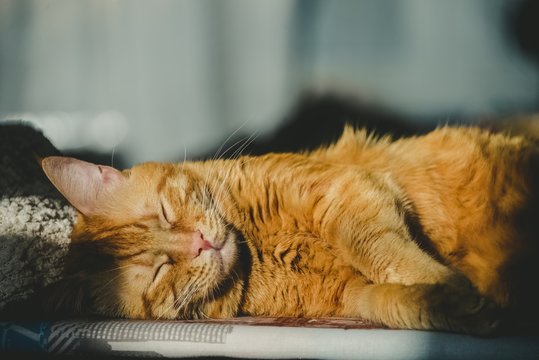 Секс с рыжей спящей сестрой, онлайн видео