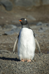 Pingüinos Papúa en la Peninsula Antartica.