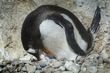 Fototapeta premium Pingüinos Papúa en la Peninsula Antartica.