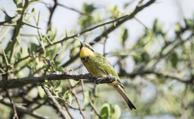 Little Bee-eater (Merops pusillus) Perched on a Branch in Northern Tanzania