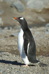Naklejka premium Pingüinos Papúa en la Peninsula Antartica.