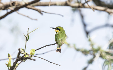 Little Bee-eater (Merops pusillus) Perched on a Branch in Northern Tanzania