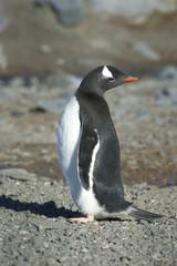 Naklejka premium Pingüinos Papúa en la Peninsula Antartica.