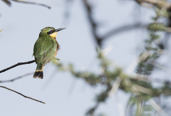 Little Bee-eater (Merops pusillus) Perched on a Branch in Northern Tanzania
